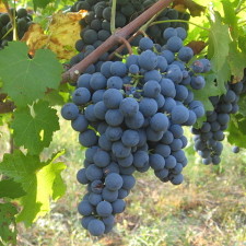 Carmenere