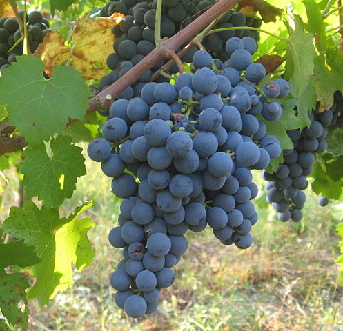 Carmenere