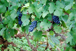 Cacho de uva pinot noir