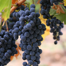 Cacho de Uva Malbec