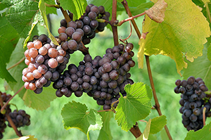 Pinot Grigio uva