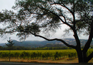 Vinho Californiano Napa Valley