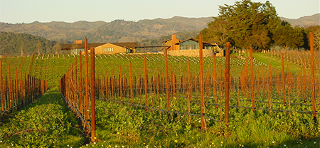 vinhos californianos - Sunset Vinhedo Napa Valley