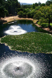 Lago Vinícola Napa Valley