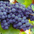 Mundo do Vinho - Cacho de uva