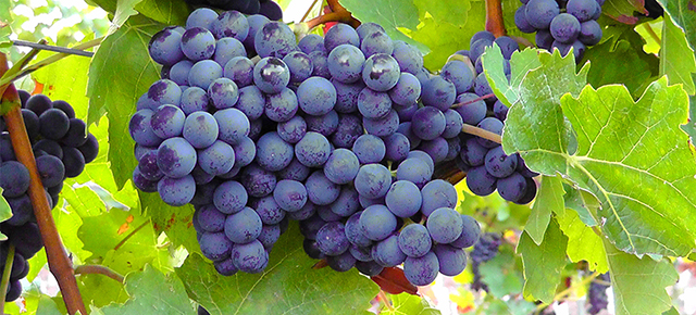 Mundo do Vinho - Cacho de uva