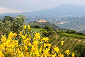 Sobre a Winer Toscana