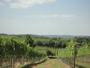 Vinicola Aurora vinhedo