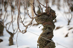 Romanée-Conti - cepa no inverno