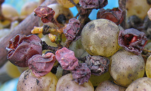 Vinho Doce Uva Botrytis