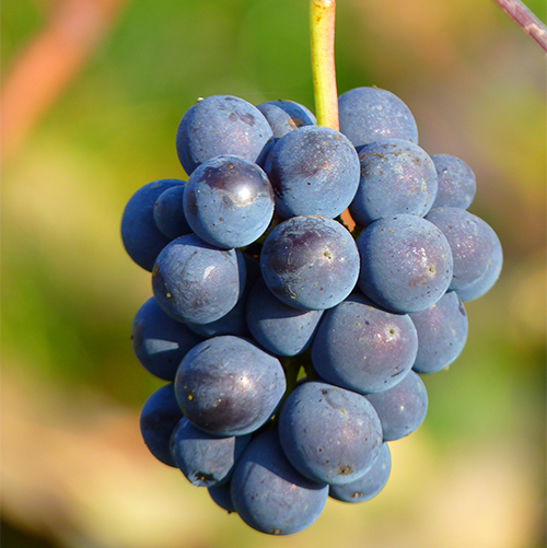 Vinho Zinfandel Uva