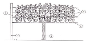 Cave Geisse - Método Cultivo Espaldeira