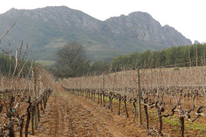 Pinotage Africa do Sul Vinhedo seco