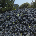 Pinotage - Uvas Stellenbosch