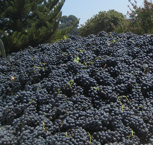 Pinotage - Uvas Stellenbosch