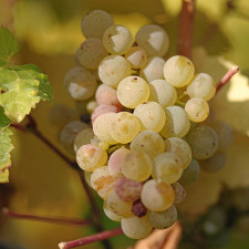 Riesling Uva