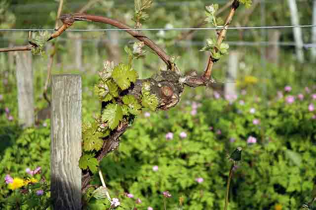 Riesling Vinha Organica Alemanha