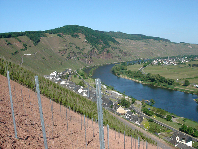 Riesling Vinhedo Mosel