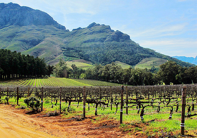 Vinho Sul Africano Vinhedo Stellenbosch