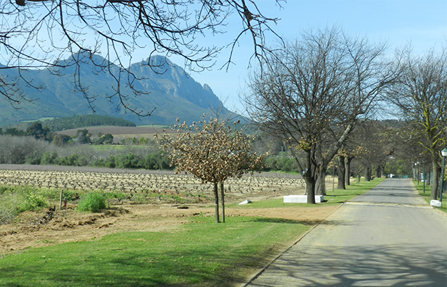 Pinotage Africa do Sul Entrada Vinicola