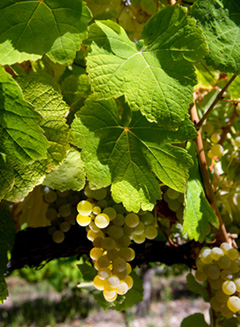 Vinho Dão - casta branca