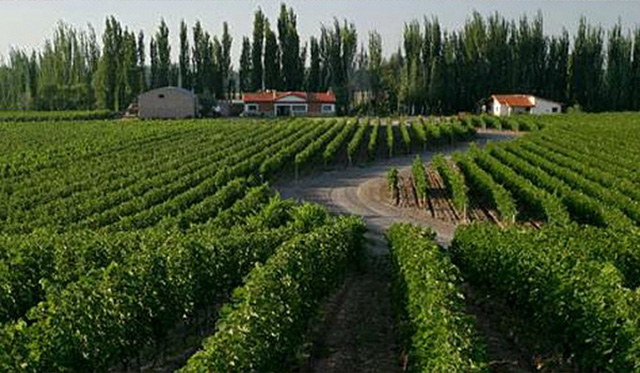 Vinho La Linda - Finca la Linda Lujan de Cuyo