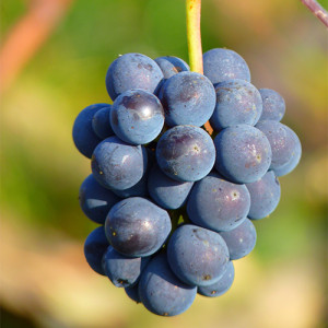 Vinho seco e vinho suave uva tinta