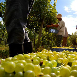 Vinho seco e vinho suave uvas brancas