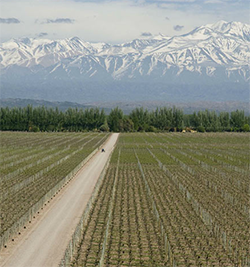 Vinho alamos