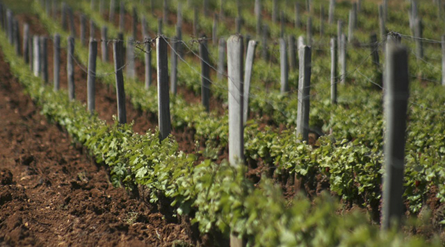 Melhor vinho do mundo - vinhedo romanee conti jeunes-vignes