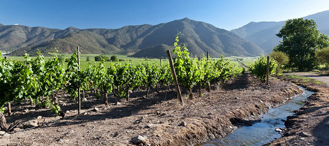 Vinho tarapacá - Vinhedo