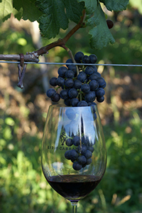 Lidio Carraro uva taca e vinho