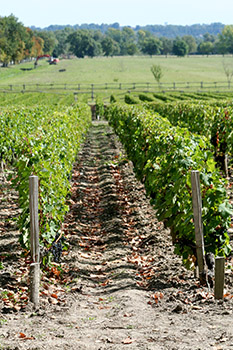 Vinho Bordeaux - Vinhedo ChÃ¢teau Margaux